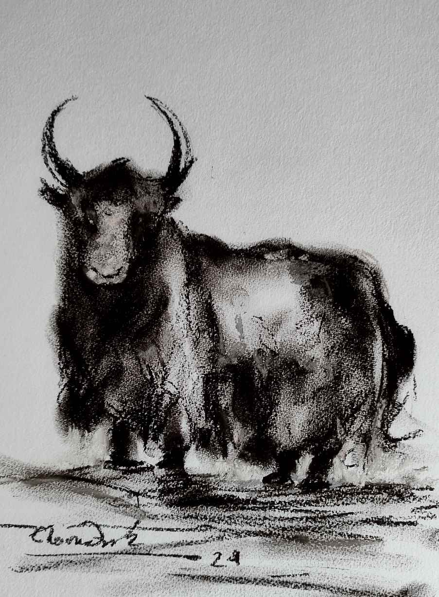 Himalayan Yak series