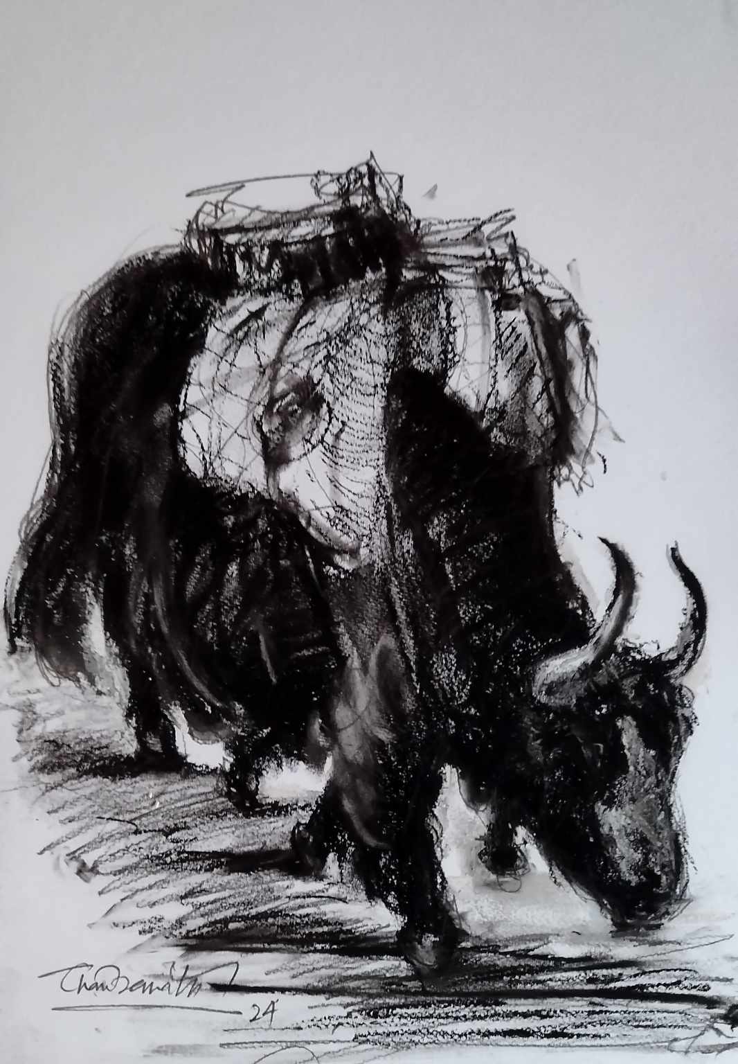 Himalayan yak series