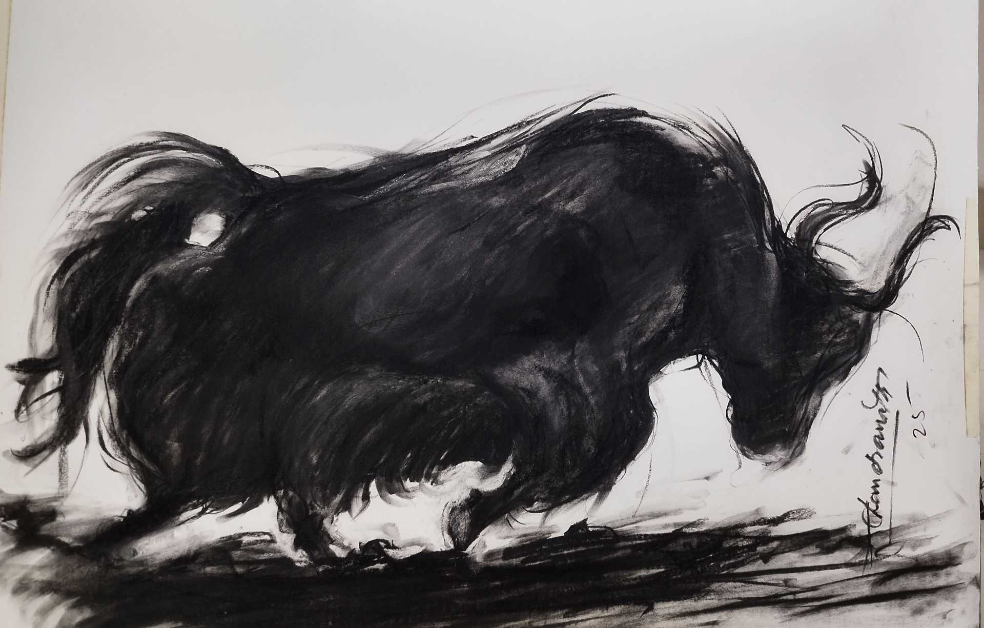 Himalayan Yak -1