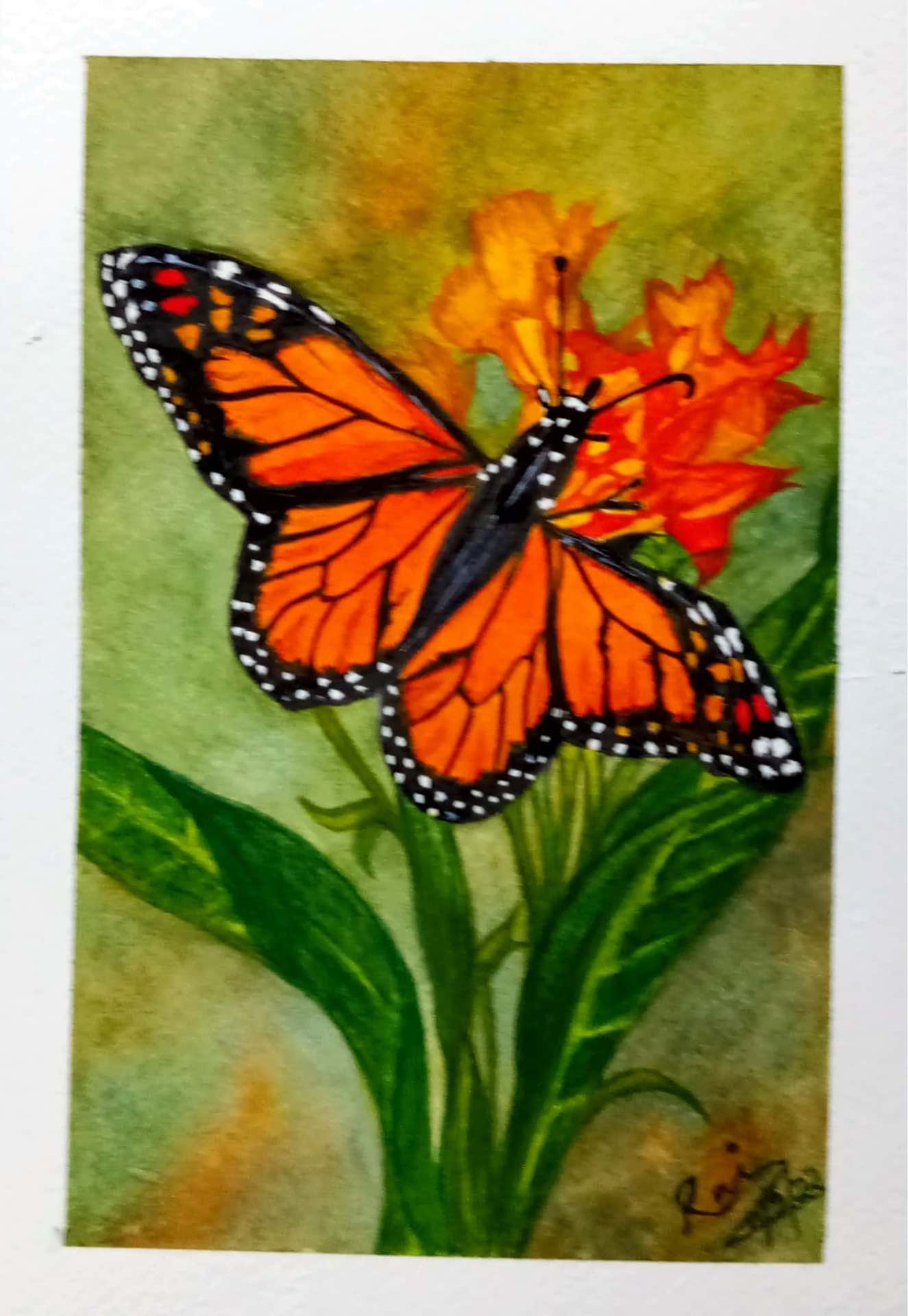 Butterfly