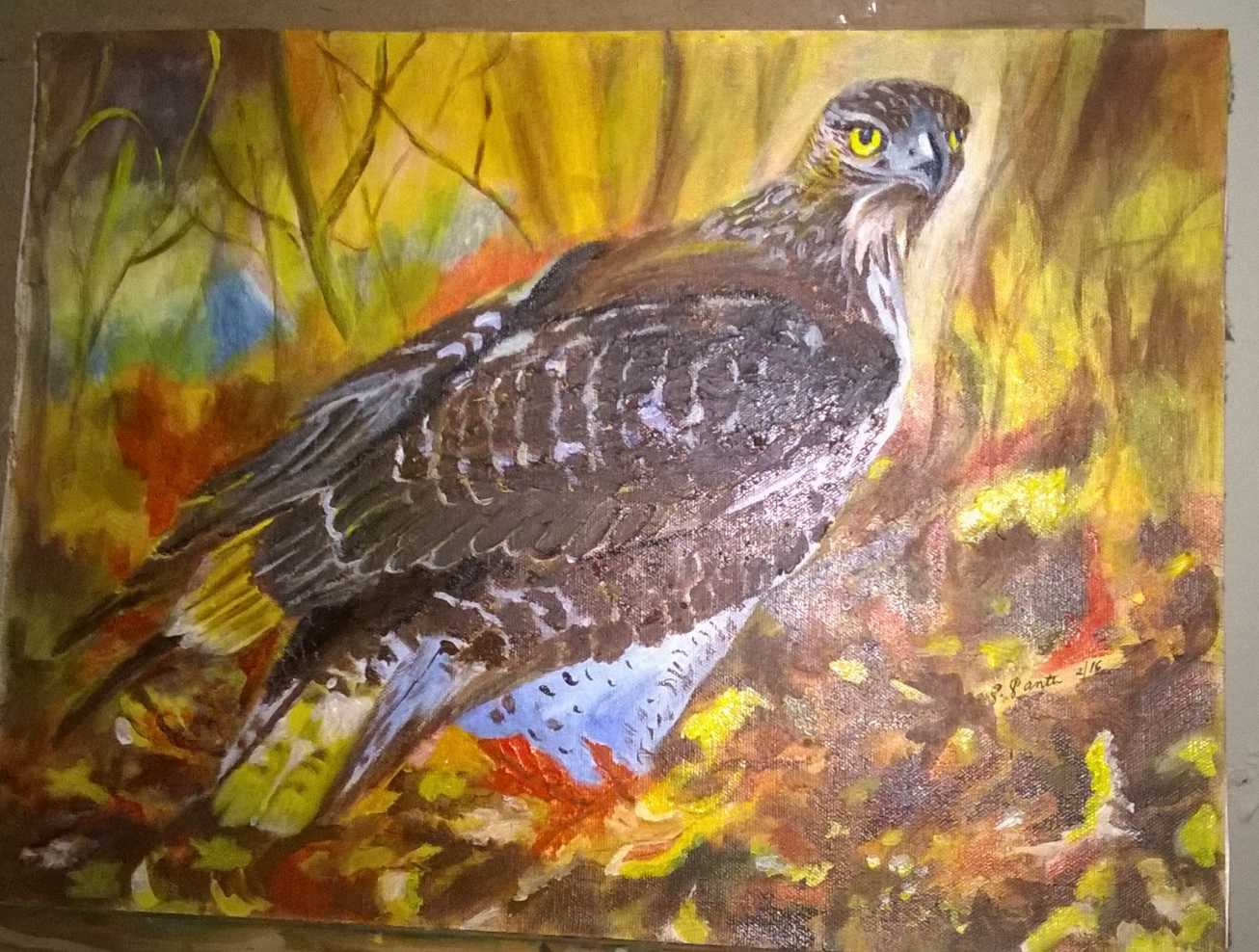 Eagle - King of the forest