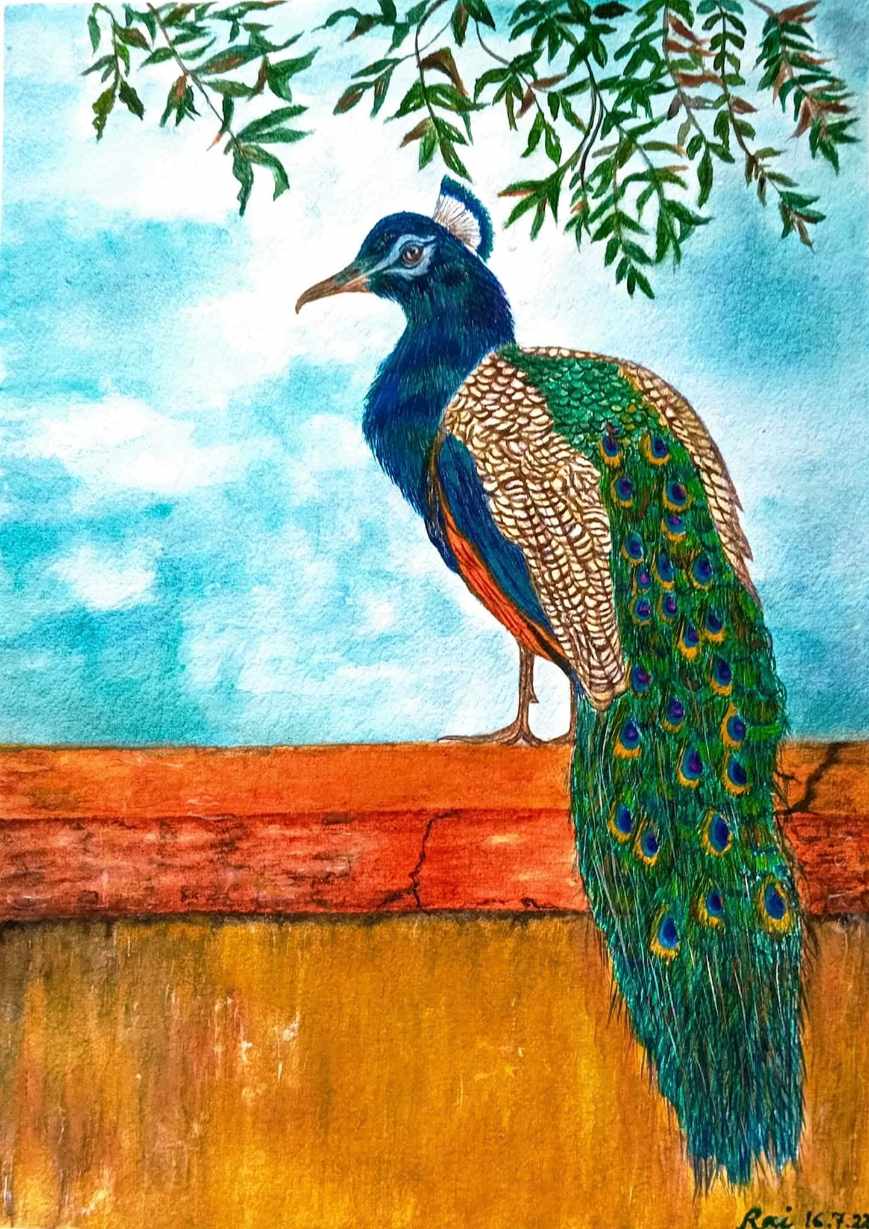 Peacock