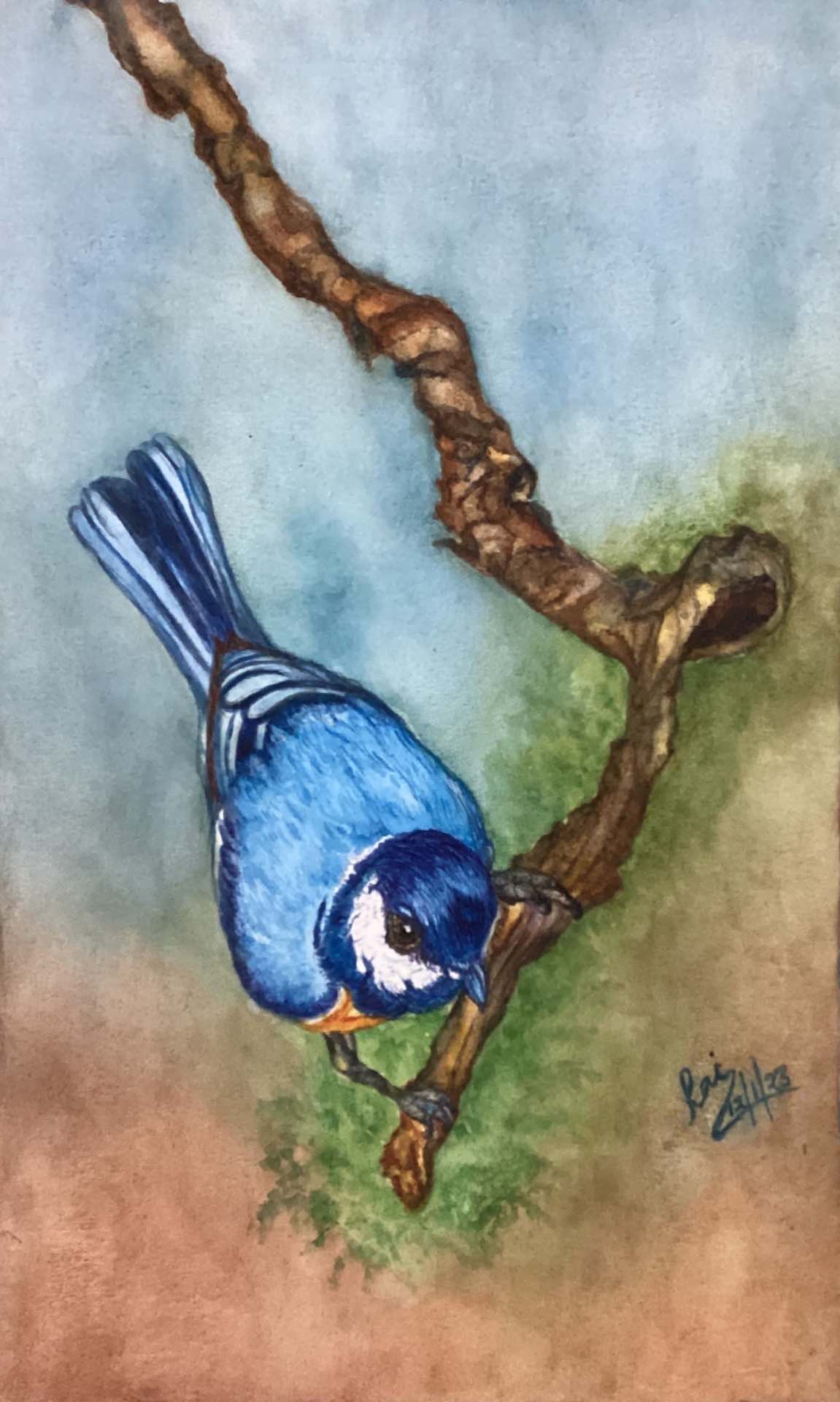 Bird