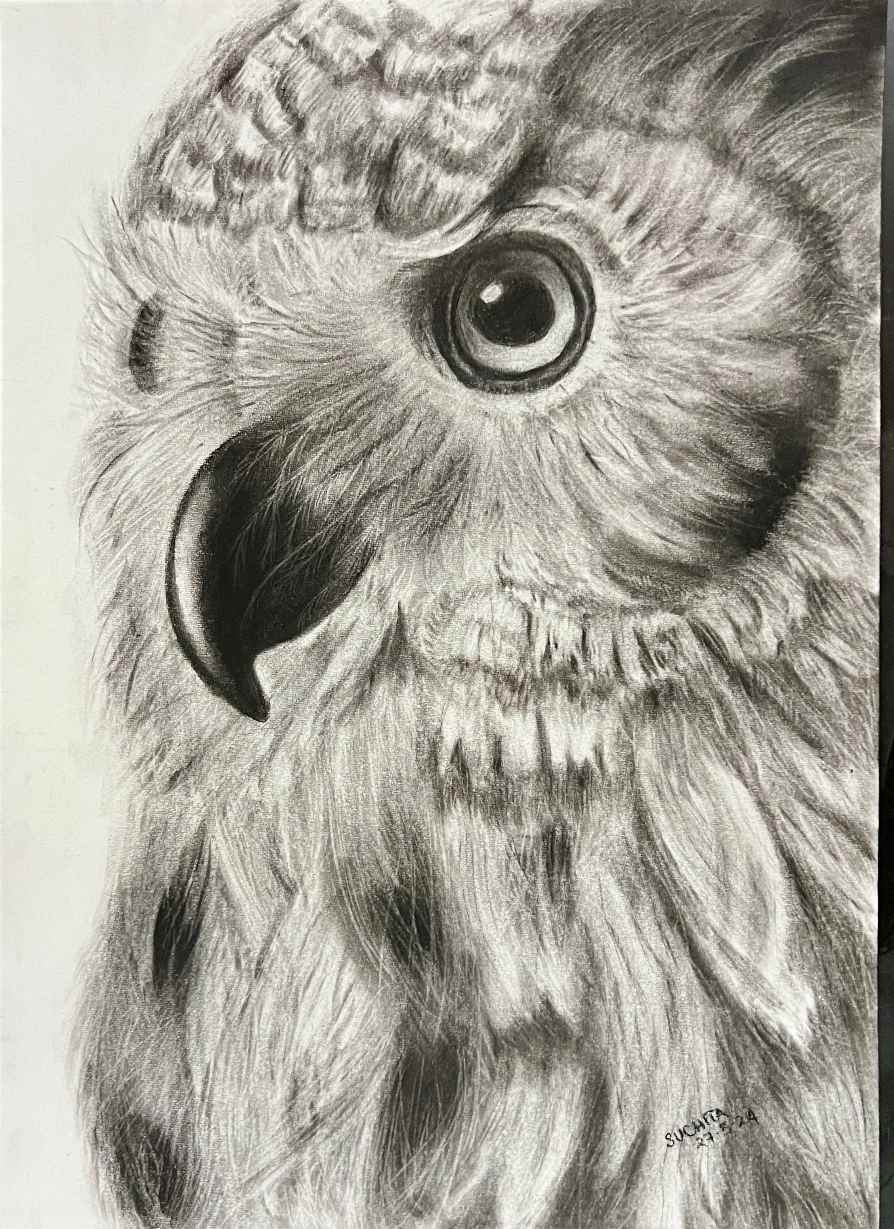 The Owl - Charcoal on Paper