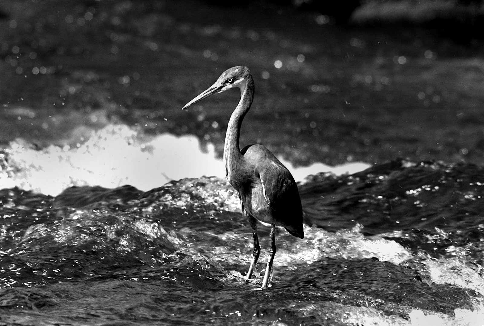 Purple Heron (Ardea purpurea),