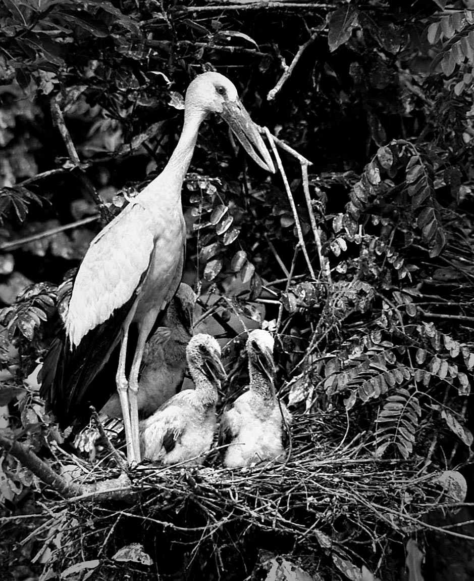 Guardians of the Nest