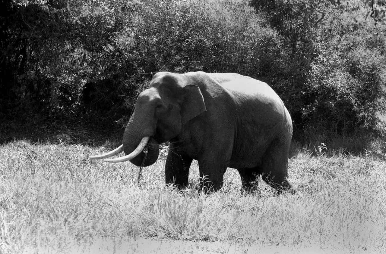 Tusker in the Wild