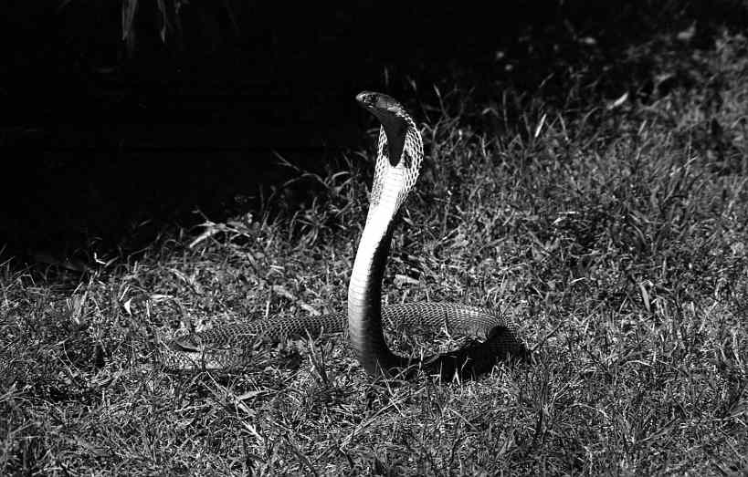 Cobra in Ambush