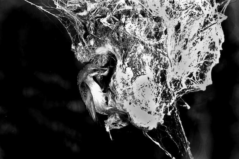 Bird Nest in Black and White