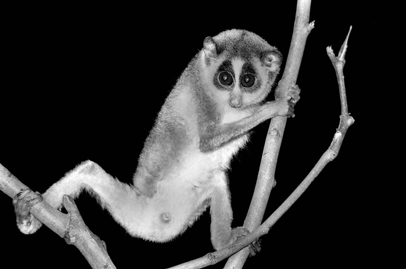 Nocturnal Primate in Branches