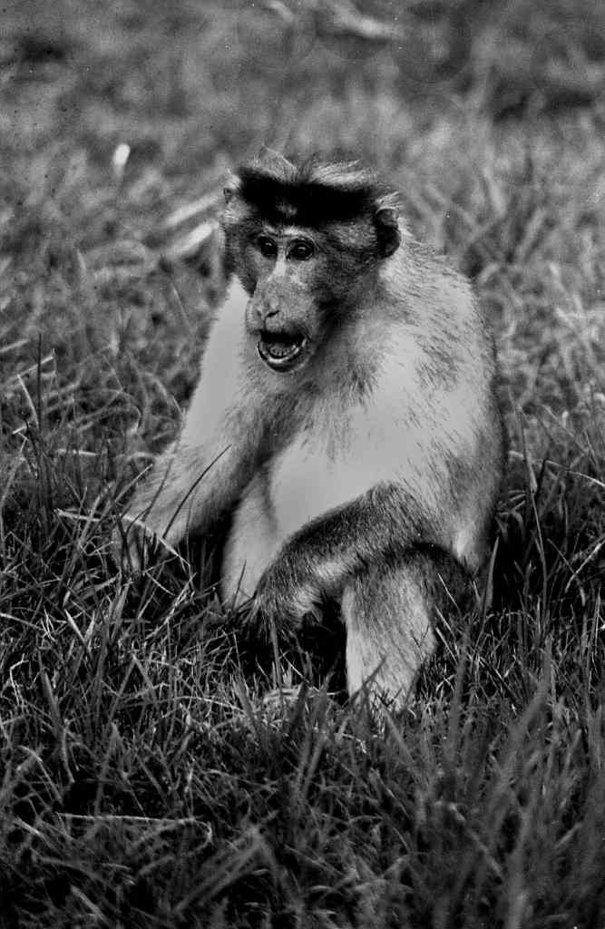 Contemplative Monkey in Grass