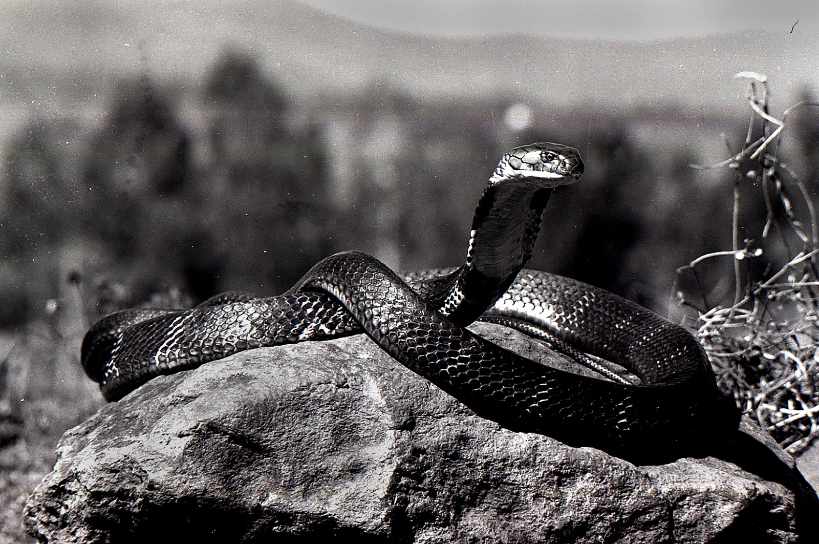 Coiled Snake on Rock