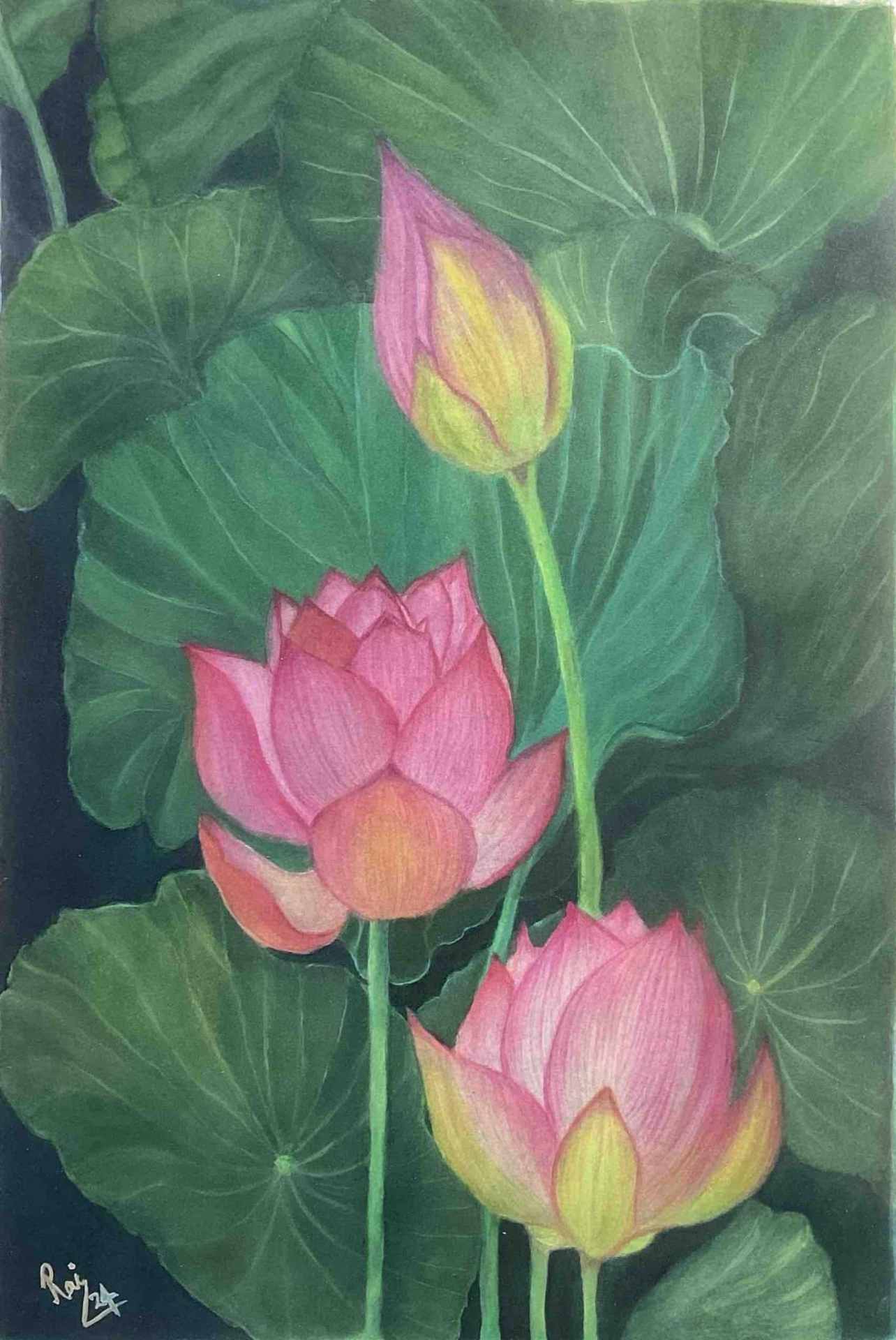 Lotuses