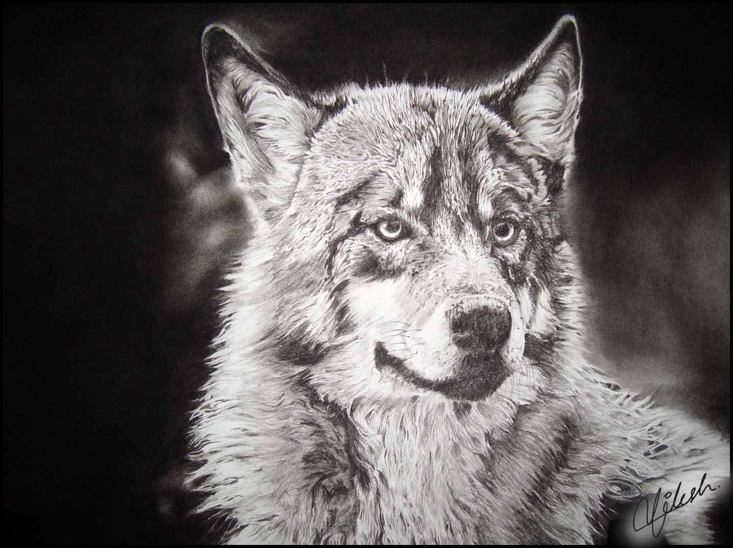 wolf